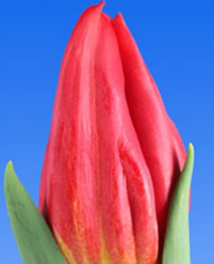 НЕТУ! Strong Fire - красивый красный тюльпан от 45см